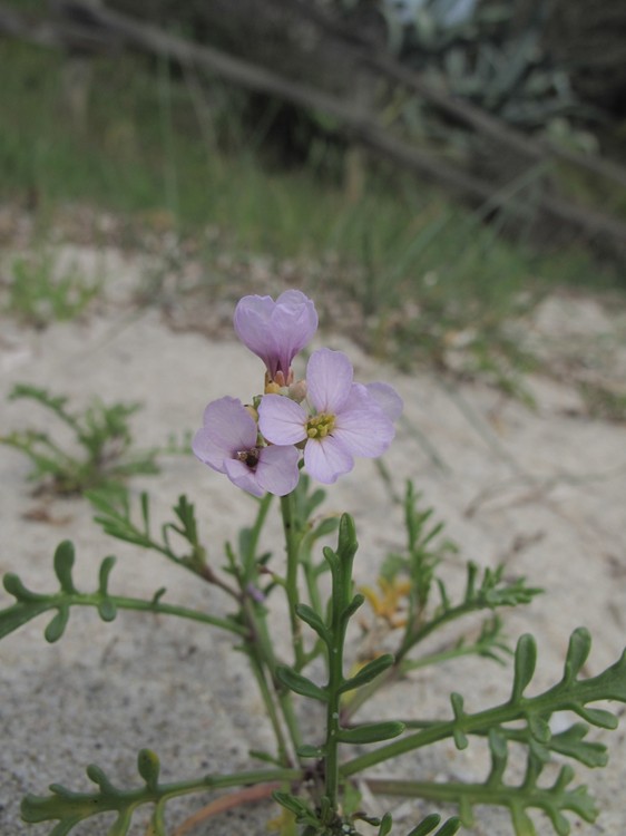 Cakile maritima